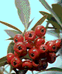 ピラカンサ