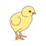 chick